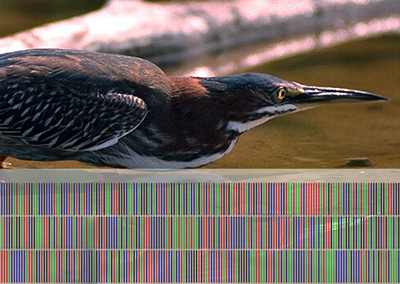 DNA barcode for a Green Heron