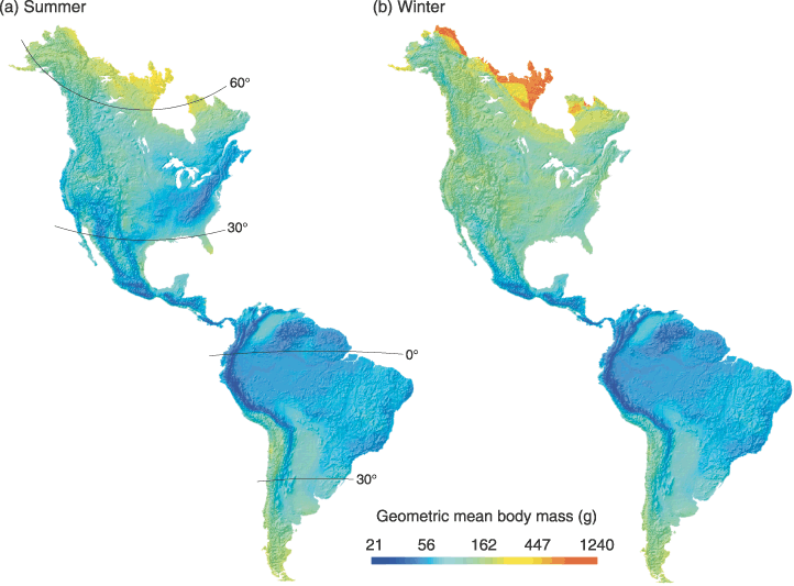 Colored map of the western hemisphere showing variation in body mass with latitude