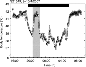 Graph showing changes in body temperature of a Blackcap during the night