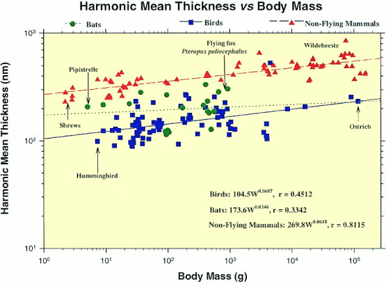 Graph showing mean thickness of the blood-gas barrier in several species of birds and mammals