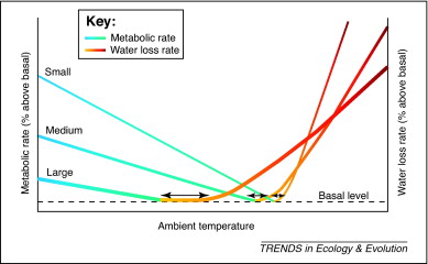 Graph showing relationship between ambient temperature and metabolic rate for large, medium-sized, and small endotherms