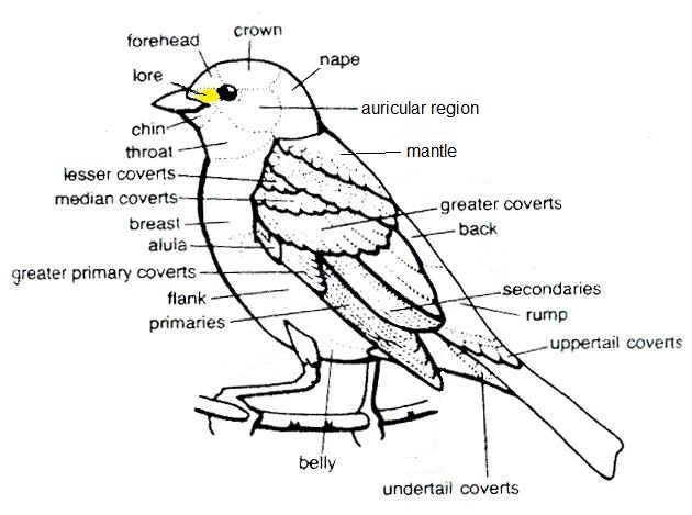 Bird External Anatomy (Feet-Shape and Pattern of Scales) Diagram