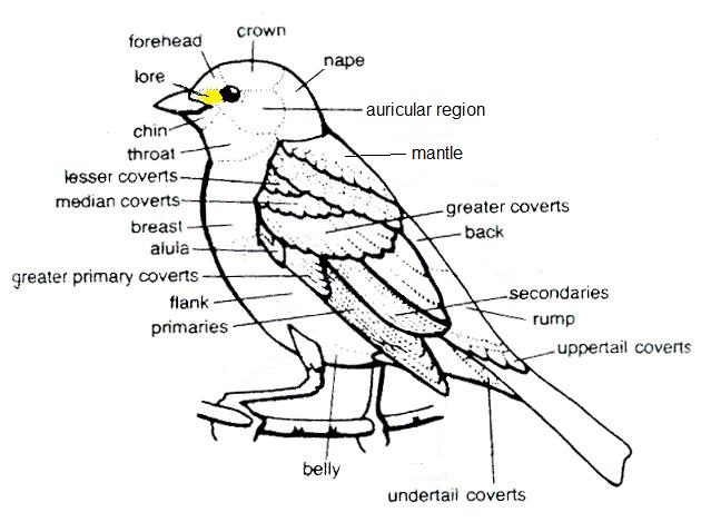 Bird anatomy - Wikipedia