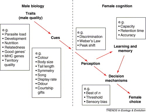 Graphic illustrating the process of female choice of mates