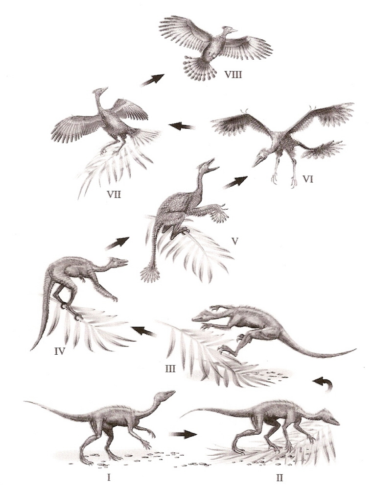 Откуда появились птицы. Археоптерикс Эволюция птиц. Предки современных птиц. Динозавры предки птиц. Происхождение птиц от динозавров.