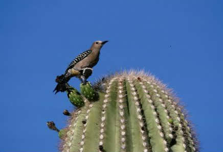 Photo of a Gila Woodpecker