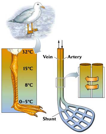 Drawing showing how countercurrent exchange works in the leg of a gull
