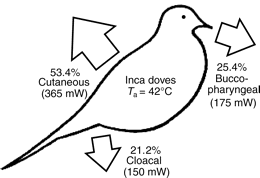 Drawing showing where water evaporated from an Inca Dove