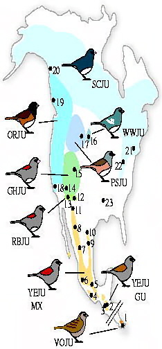 Map showing phenotypic and genetic variation in juncos
