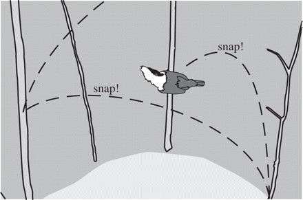 Drawing that illustrates the courtship display of a male Golden-collared Manakin