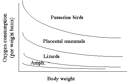 Simplified graph showing relationship between body weight and oxygen consumption by amphibians, lizards, mammals, and songbirds