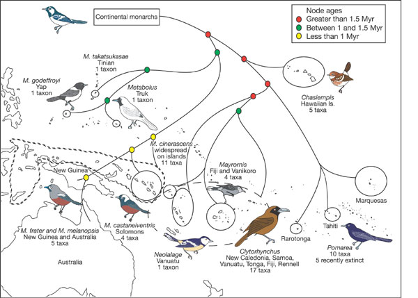Map showing dispersal of Monarchidae birds to different islands in the Pacific