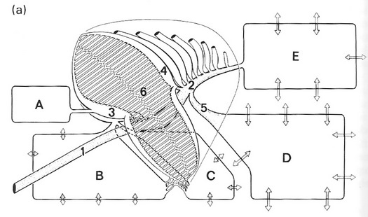 Drawing of a penguin lung