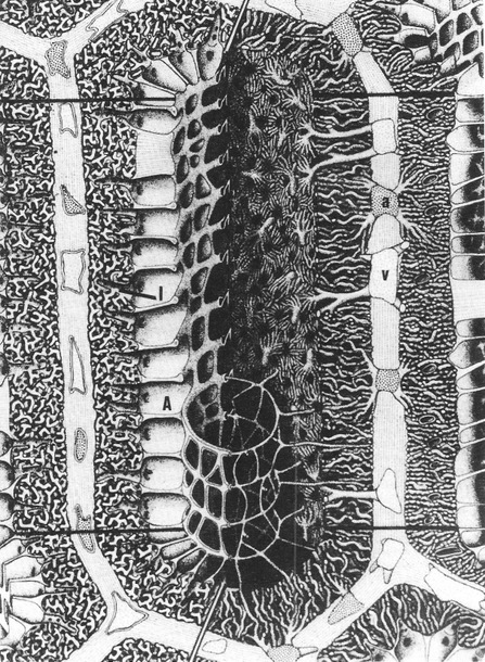 Drawing of parabronchi in an avian lung