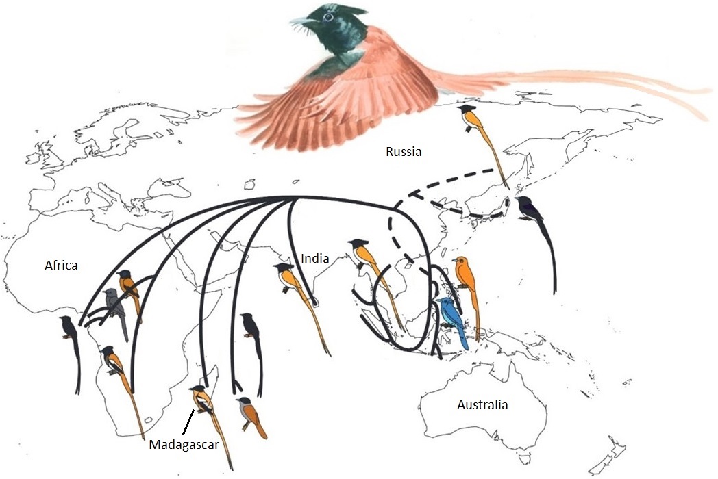 Bird biogeography