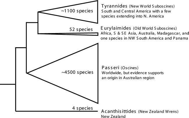 Figure summarizing passerine bird distribution and relationships