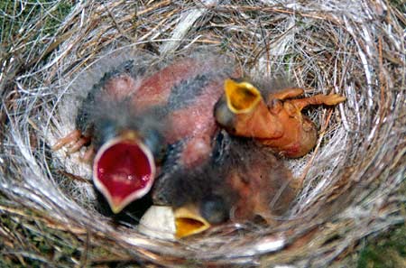 Photo of a cowbird and two nestlings phoebes in an Eastern Phoebe nest