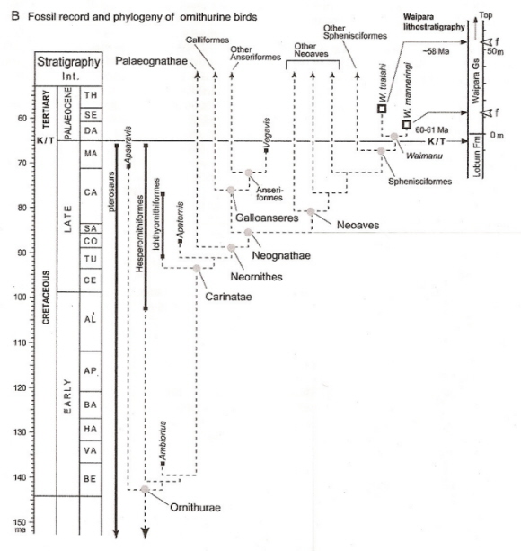Fossil record and phylogeny of ornithurine birds