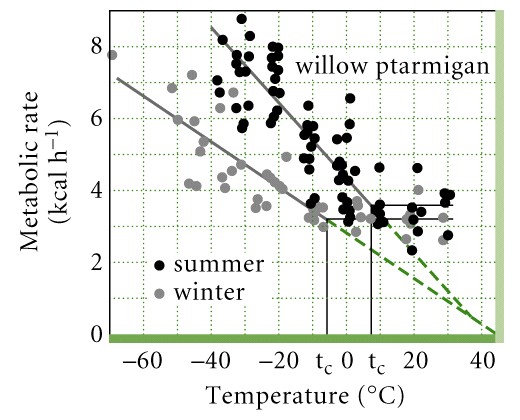 Graph showing relationships beteen ambient temperature of metabolic rate of Willow Ptarmigans during summer and winter