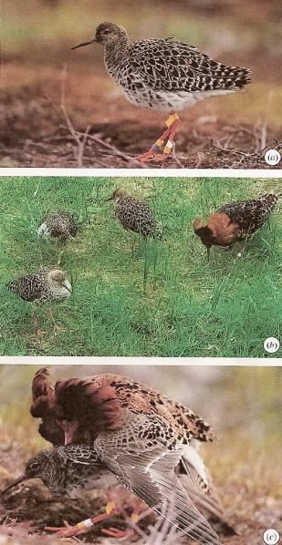 Photos of a Ruff female mimic, a typical male, and a female mimic being mounted by a male
