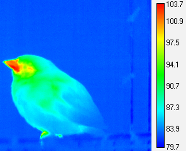 Thermographic image of a sparrow showing heat radiating from its bill