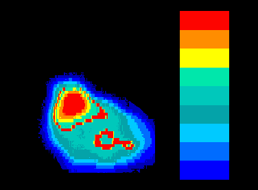 Colored image showing different temperature inside the body of a sparrow with no wind