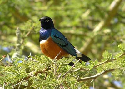 Photo of a Superb Starling