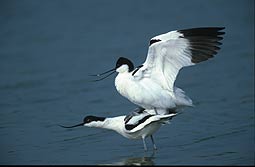 Photo of Pied Avocets copulating