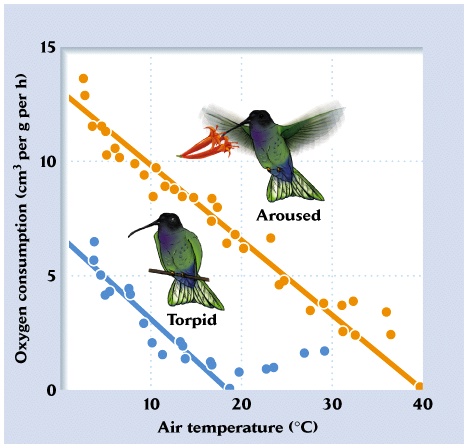 Graph showing relationship between air temperature and oxygen consumption of a hummingbird when active and when torpid