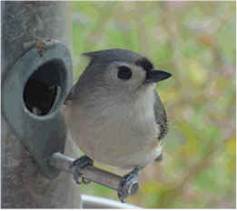 Photo of a Tufted Titmouse