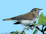 Photo of a Veery
