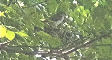 Photo of a Warbling Vireo removing a cowbird egg from its nest