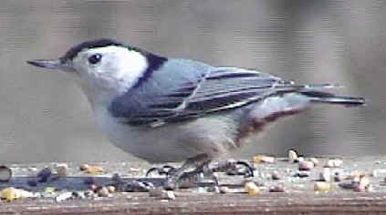 Photo of a White-breasted Nuthatch