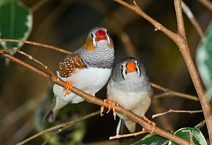 Photo of two Zebra Finches