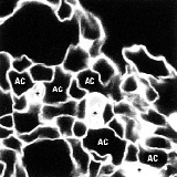 Drawing showing air and blood capillaries in an avian lung