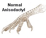 Drawing of an anisodactyl foot