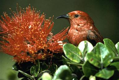 Hawaii Honeycreepers