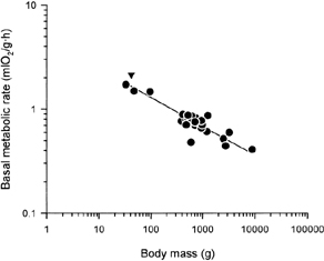 Graph showing relationship between body mass and metabolic rates of 21 species of birds