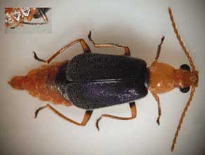 Photo of a beetle