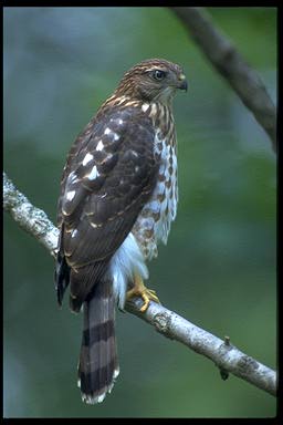 Photo of a Cooper's Hawk