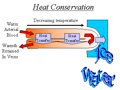 Drawing showing how countercurrent exchange works