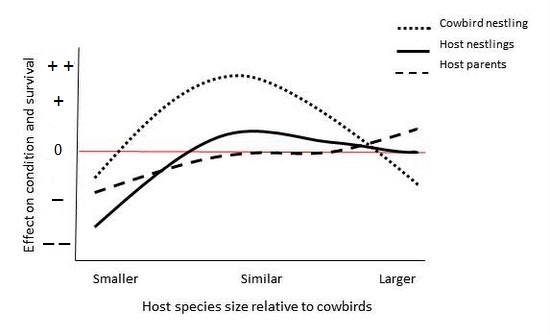Graph showing effects of being parasitized on host species that are smaller, similar, or larger in size than cowbirds