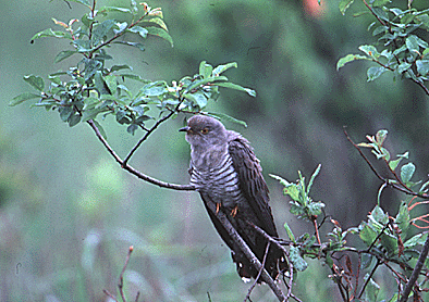 Photo of a Common Cuckoo