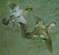 Painting of a male and female Green-winged Teal