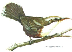 Drawing of a Grey-crowned Babbler