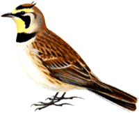 Drawing of a Horned Lark