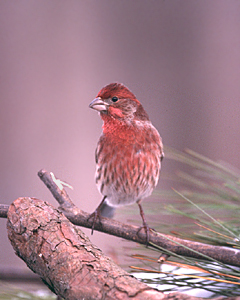 Photo of a House Finch