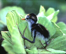 Photo of a jacana chick