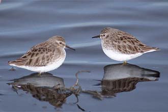 Photo of two Least Sandpipers