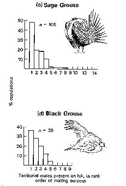 Bar graphs showing relationship between percentage of copulations obtained and a male's rank at leks of Sage Grouse and Black Grouse